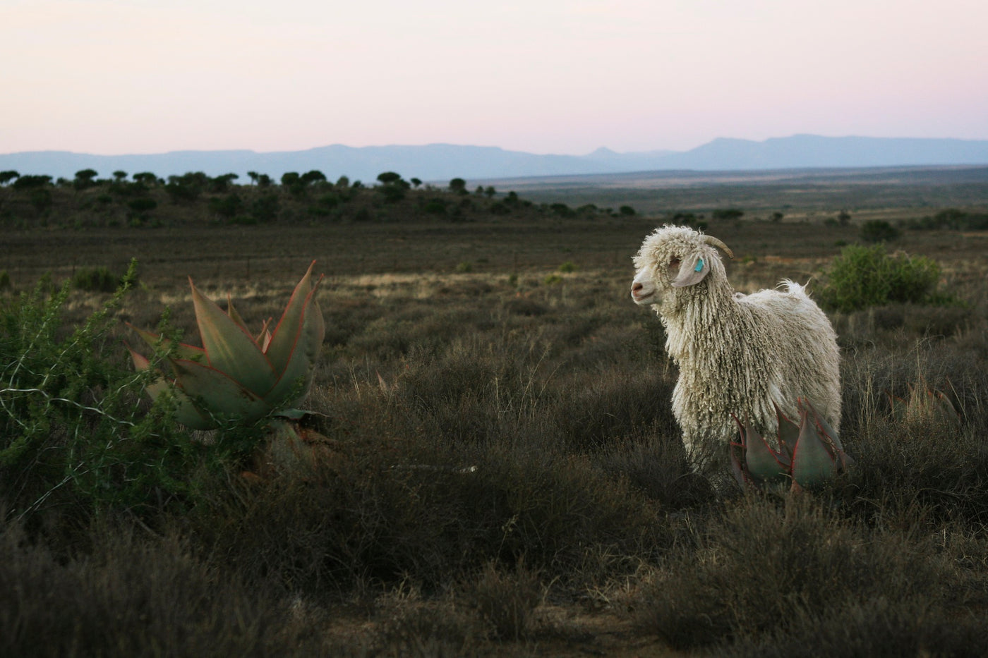 Material Mohair Angora Goat 1800x1200 | contourskins.com